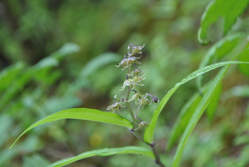 Maianthemum tatsienense