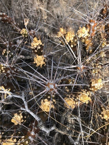 Maihueniopsis darwinii var. hickenii (Chupasangre) — photo