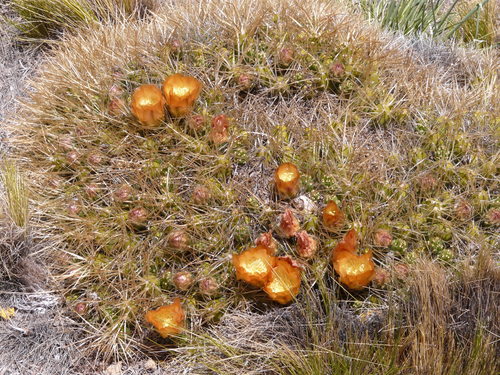 Maihueniopsis darwinii var. hickenii
