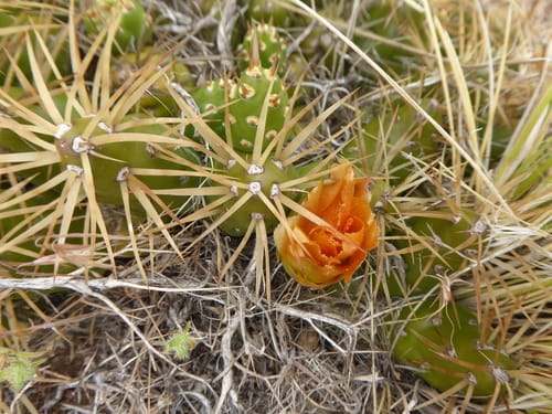 Maihueniopsis darwinii var. hickenii (Chupasangre) — photo