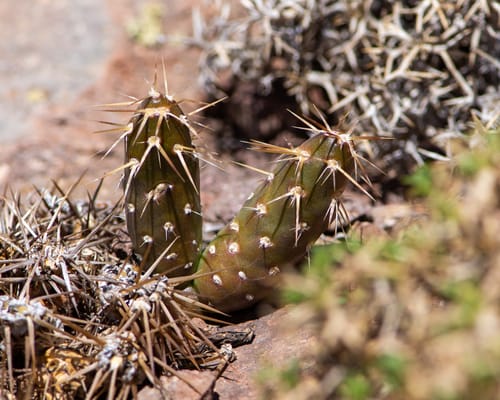 Maihueniopsis ovata (Espina) — photo