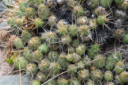 Maihueniopsis ovata