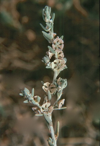 Maireana cheelii