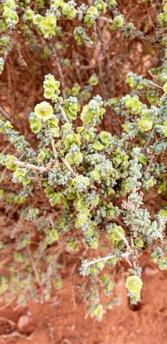 Maireana pyramidata (Black bluebush) — photo