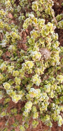 Maireana pyramidata (Black bluebush) — photo