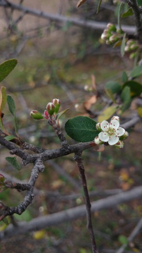 Malacomeles denticulata (Membrillo) — photo