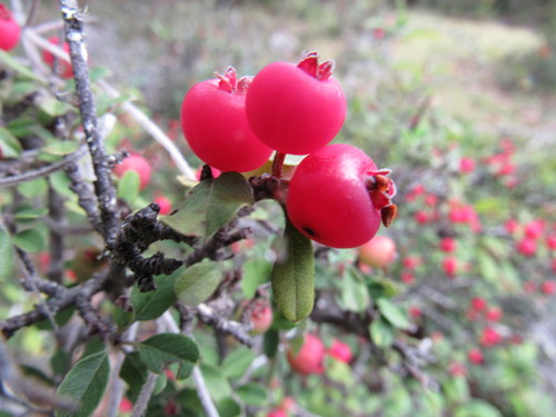 Malacomeles denticulata (Membrillo) — photo