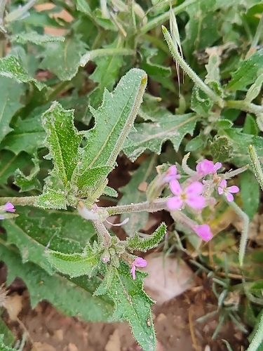 Malcolmia africana — photo
