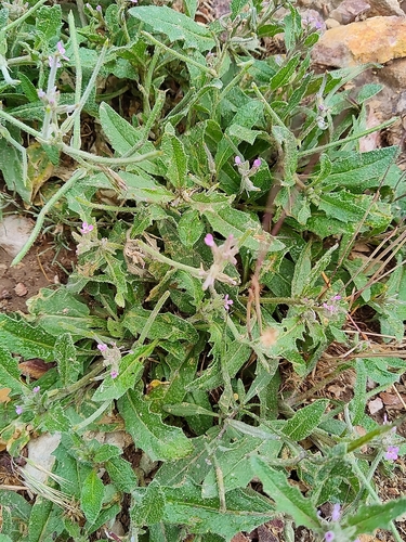 Malcolmia africana — photo