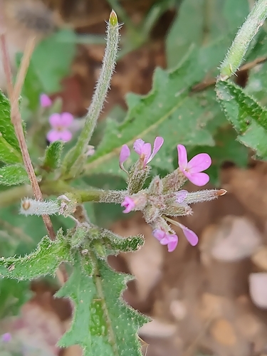 Malcolmia africana