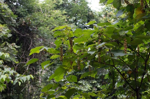 Mallotus barbatus — photo