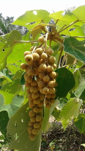 Mallotus barbatus