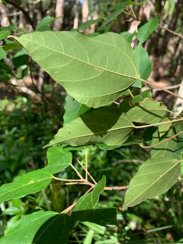 Mallotus discolor (White kamala) — photo
