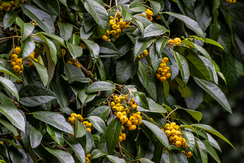 Mallotus discolor