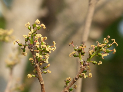 Mallotus polycarpus (Anathuvarei) — photo