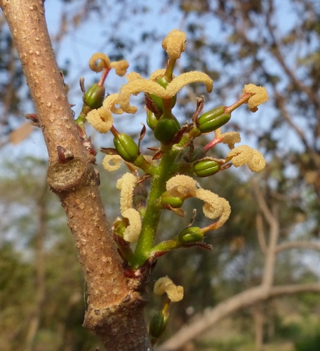 Mallotus polycarpus (Anathuvarei) — photo