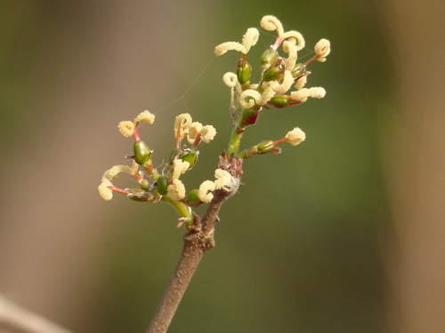 Mallotus polycarpus