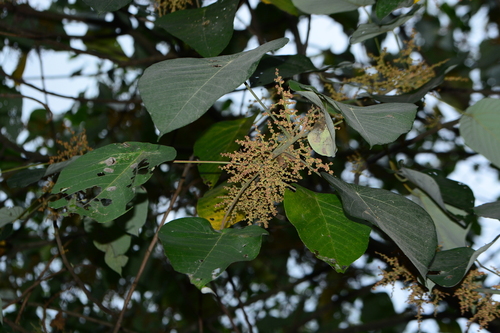 Mallotus roxburghianus