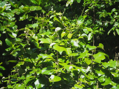 Mallotus tiliifolius — photo