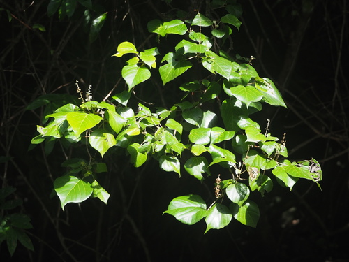 Mallotus tiliifolius — photo