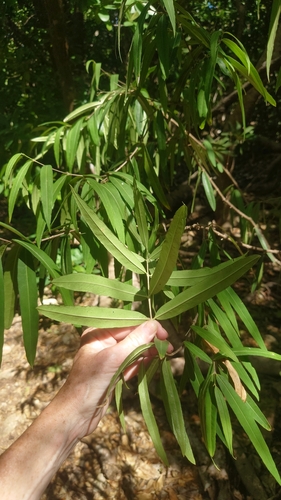 Malpighia angustifolia var. angustifolia (Narrowleaf crabapple) — photo
