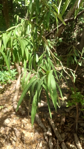 Malpighia angustifolia var. angustifolia (Narrowleaf crabapple) — photo