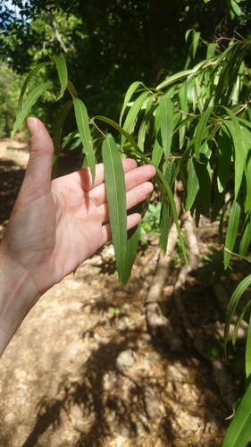 Malpighia angustifolia var. angustifolia