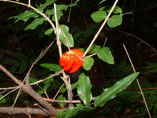 Malpighia aquifolia — photo