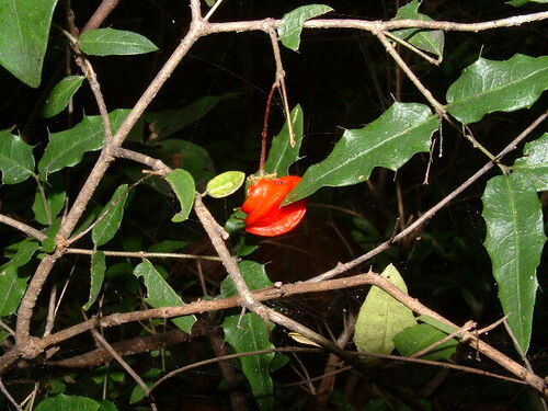 Malpighia aquifolia — photo