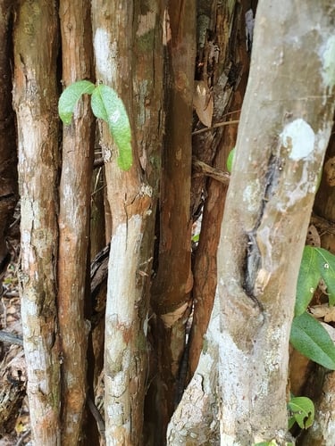 Malpighia cnide — photo