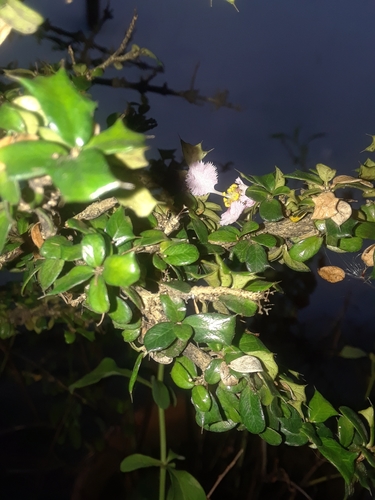 Malpighia coccigera (Barbados holly) — photo