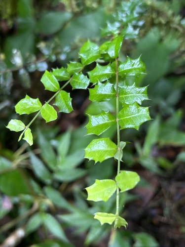 Malpighia coccigera (Barbados holly) — photo