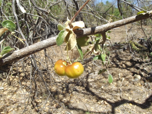 Malpighia diversifolia — photo