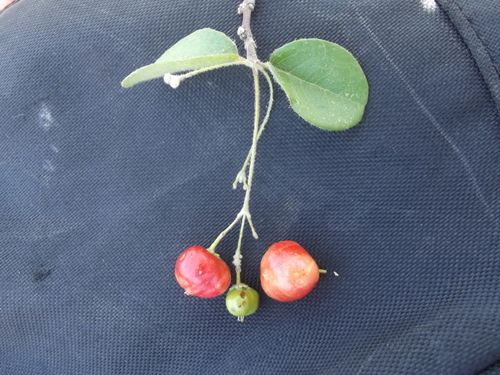 Malpighia diversifolia — photo