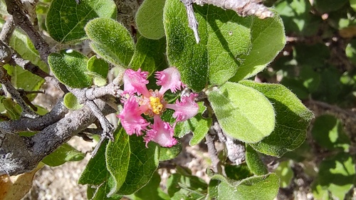 Malpighia diversifolia