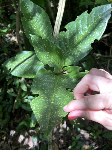 Malpighia fucata — photo