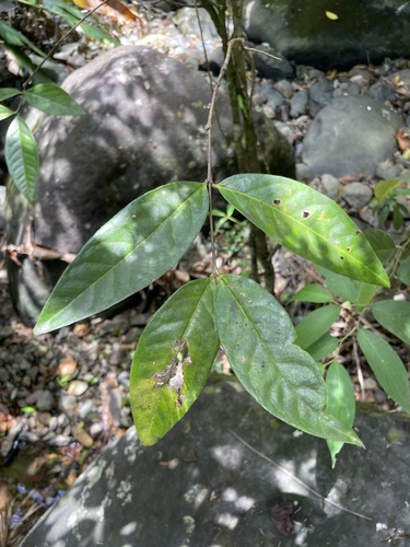 Malpighia fucata