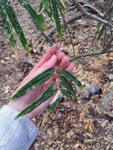 Malpighia linearis (Narrowleaf malpighia) — photo