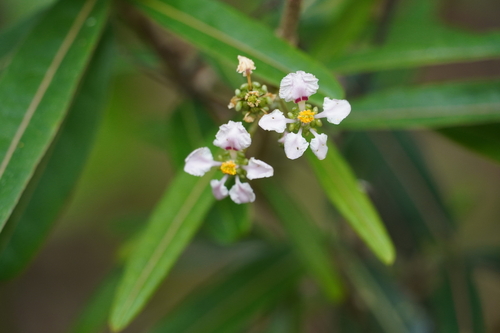 Malpighia linearis (Narrowleaf malpighia) — photo