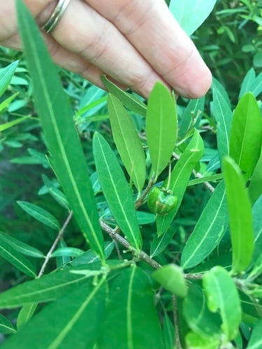 Malpighia linearis