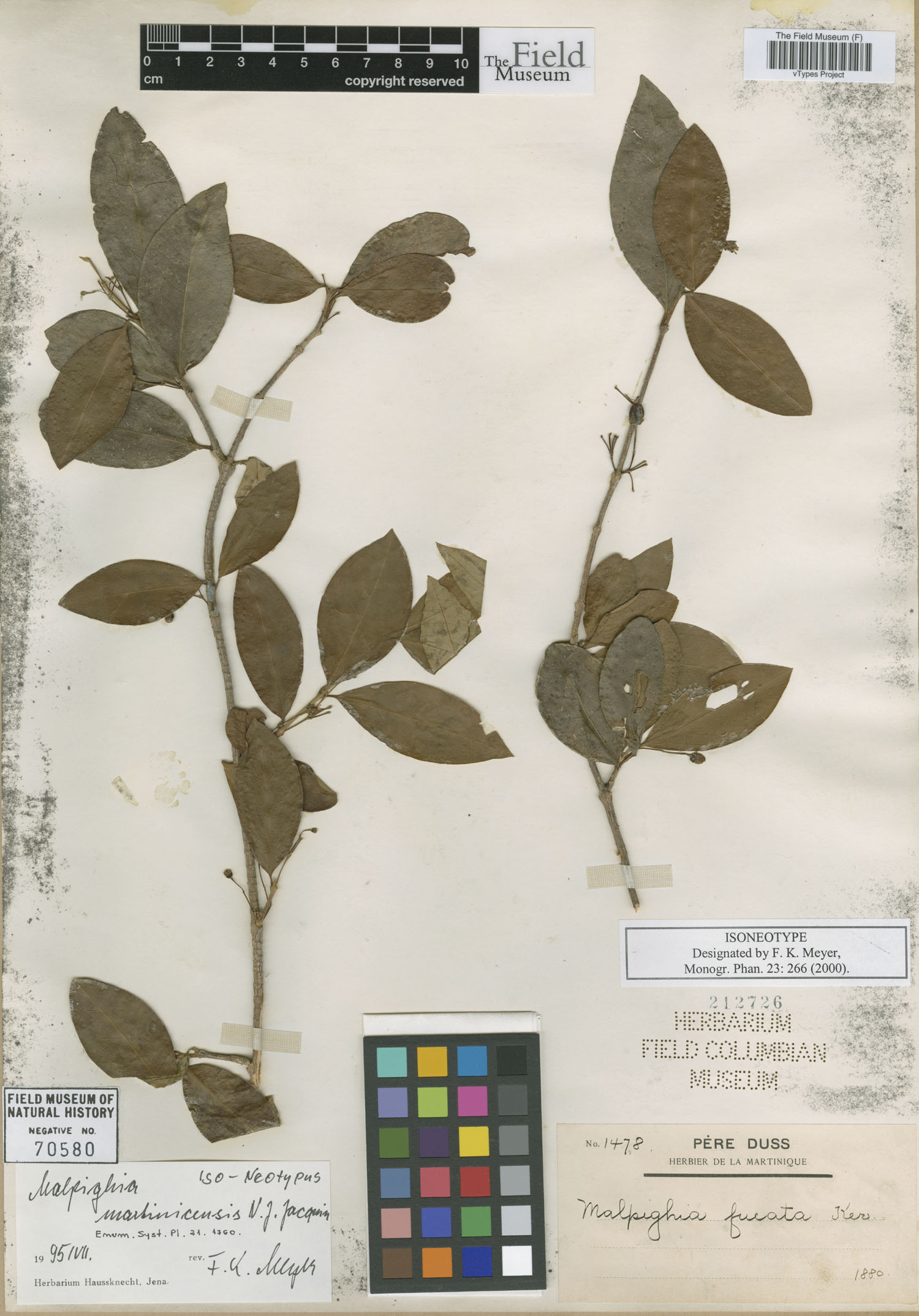 Malpighia martinicensis