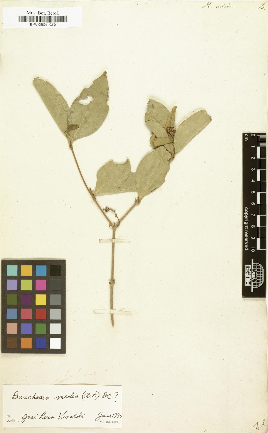 Malpighia nitida — photo