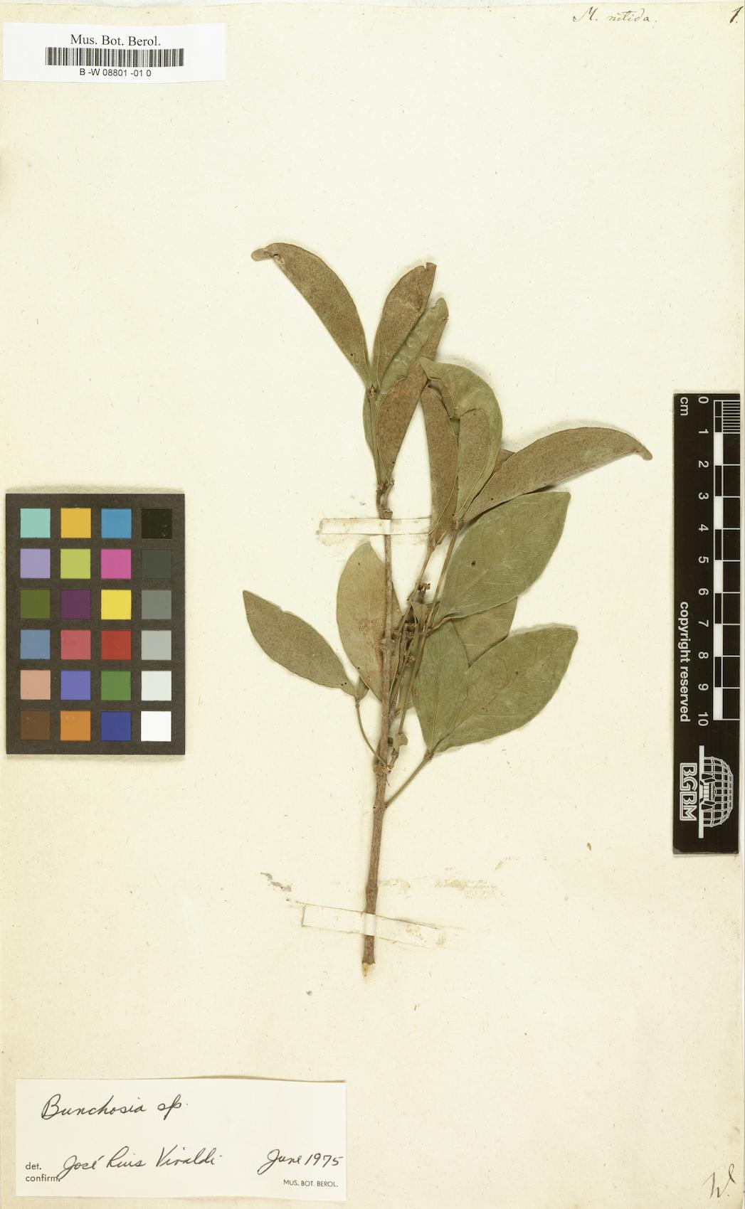 Malpighia nitida