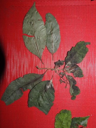Malpighia ovata — photo