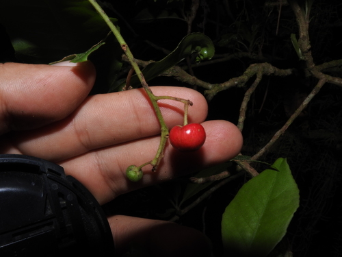 Malpighia ovata