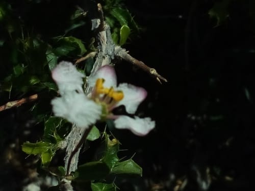 Malpighia setosa (Bristly stinging bush) — photo