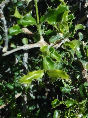 Malpighia setosa