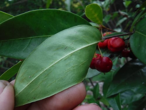 Malpighia urens (Cowitch cherry) — photo