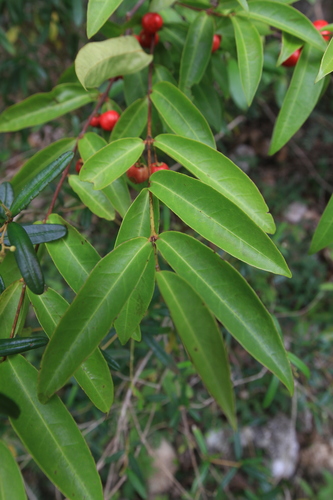 Malpighia urens (Cowitch cherry) — photo