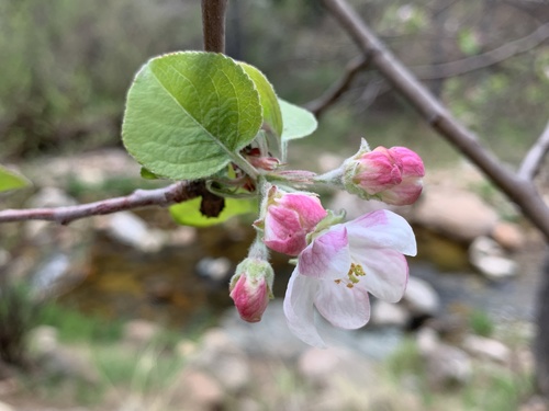 Malus dasyphylla — photo